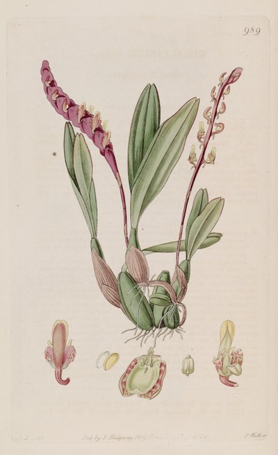 Illustratie van Bulbophyllum falcatum (als syn. Megaclinium falcatum) door J. L.